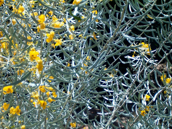 Desert Bush in Bloom