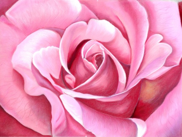 Pink Rose