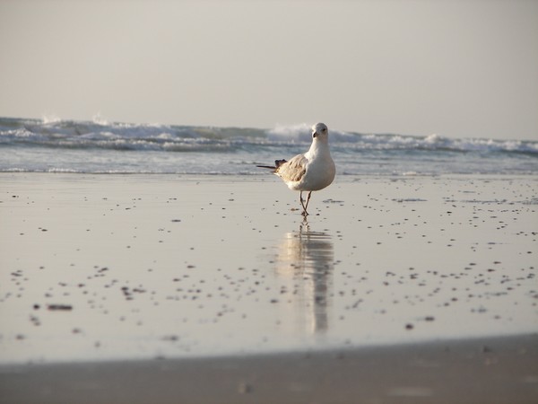 Daytona Beach Shores Resident