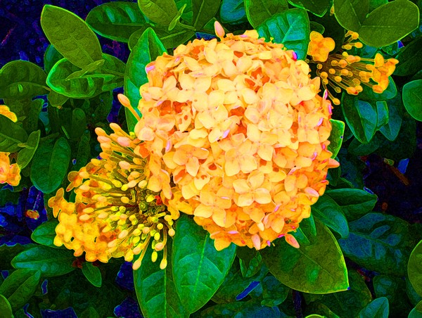 flower 3