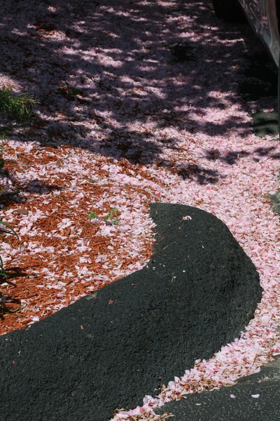 Puddles of Petals 1