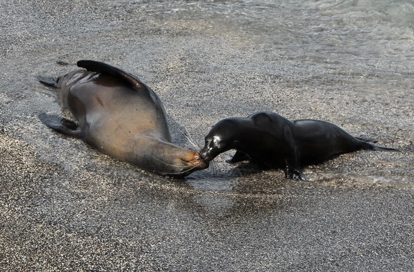 Akiss is a kiss. In Galapagos