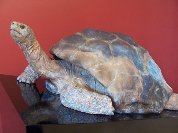 Ascent of Reptiles - Galapagos Tortoise