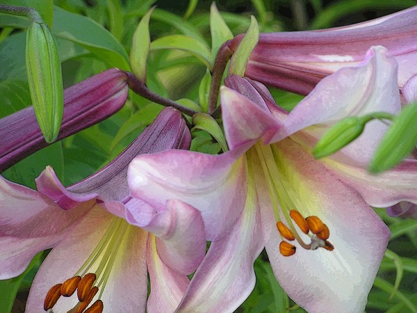 Lilies from the mountain