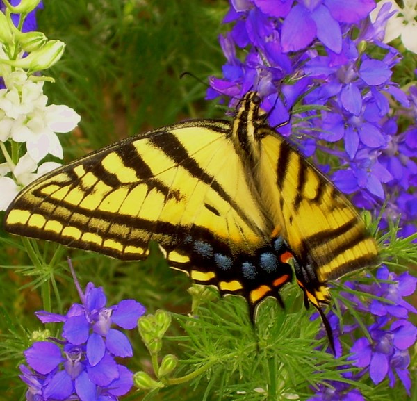 Giant Swallowtail Butterfly