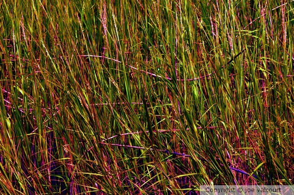 grassland
