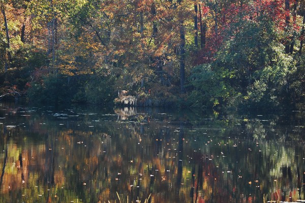 lost lagoon