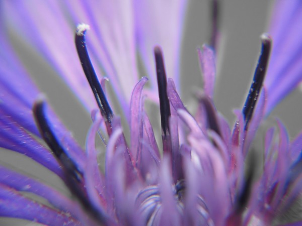 Pistils