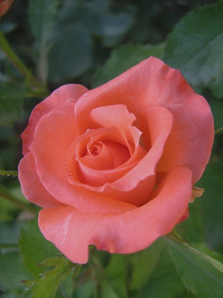 rose 