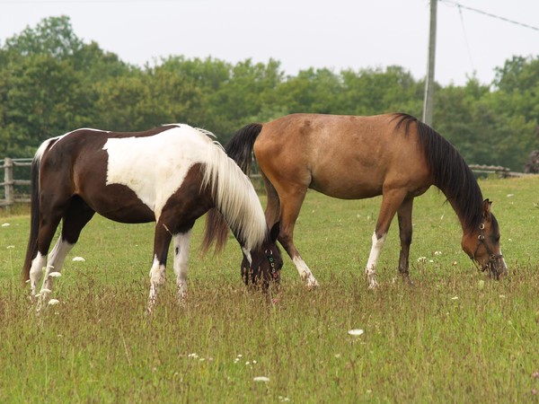 Horses