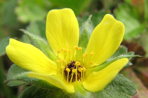 YellowCups
