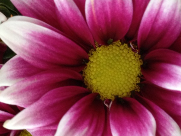 Flower 6