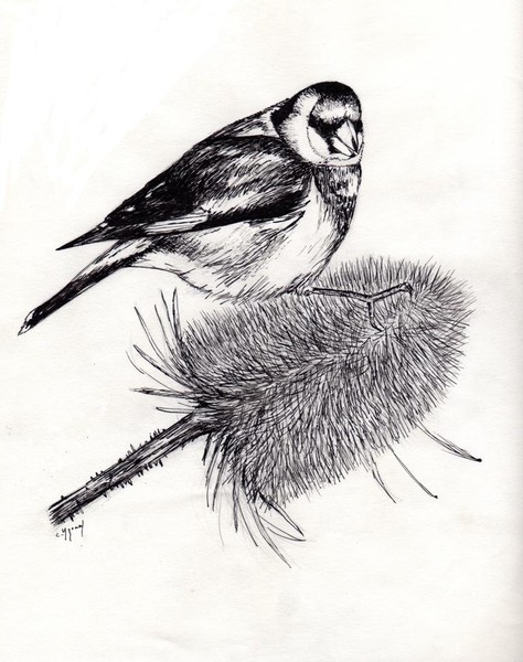 Goldfinch
