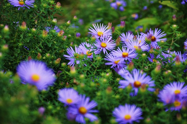 clusters