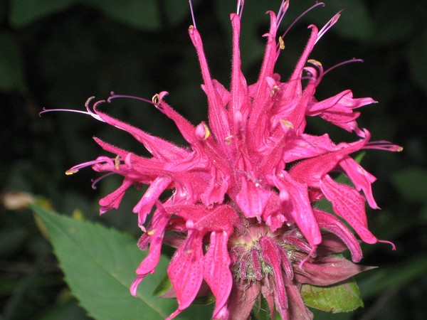 Wildflower, bee balm Blue Ridge Mtns