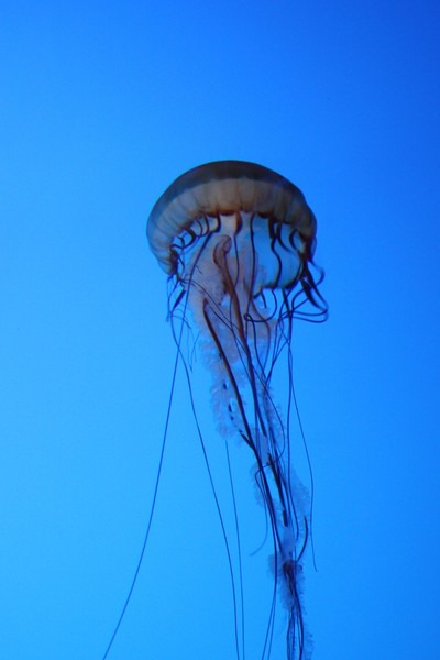 Jelly Fish