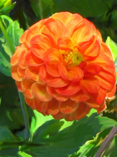 bloom