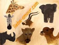 safari