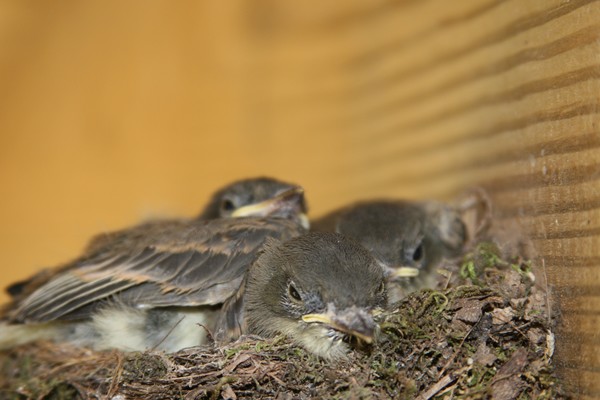 Babes on the porch