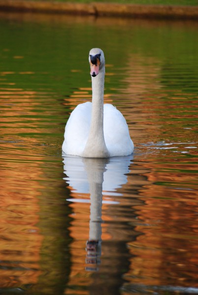 Swan reflection