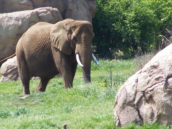 Elephant