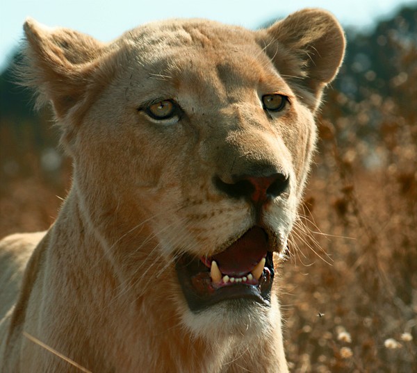 She-lion