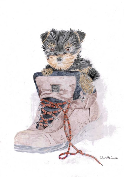 Puppy in a boot