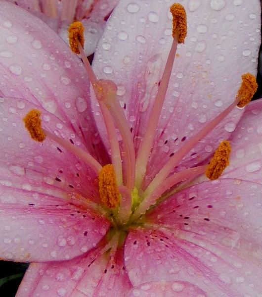 Rainy_Lily_Bud_1