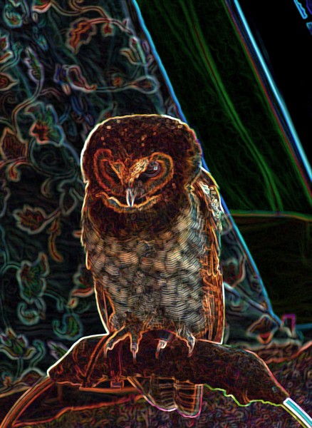 Night Owl