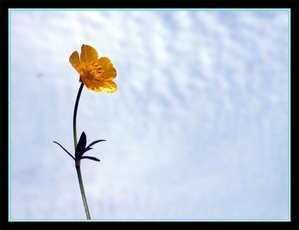 Reaching For The Sky