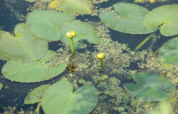 Yellow Pond Lily; Bullhead Lily