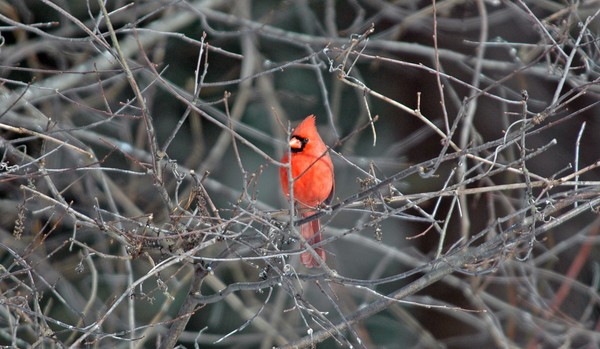Northern Cardinal