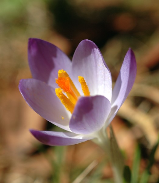 Crocus #2