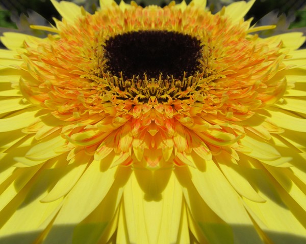Daisy Dream