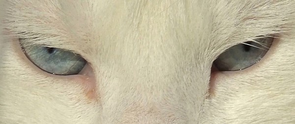 'Ol Blue Eyes