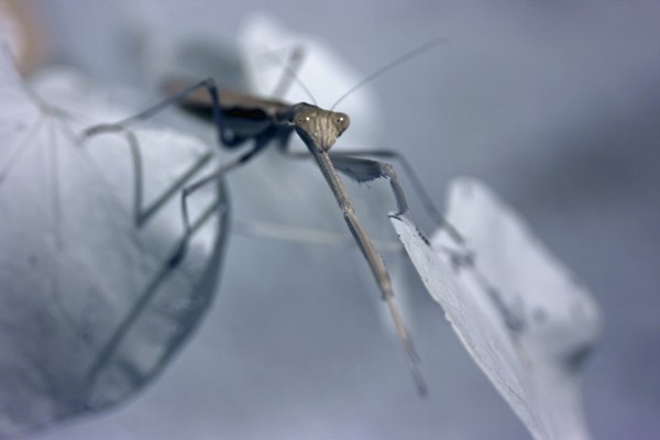 Praying Mantis - Infared #2