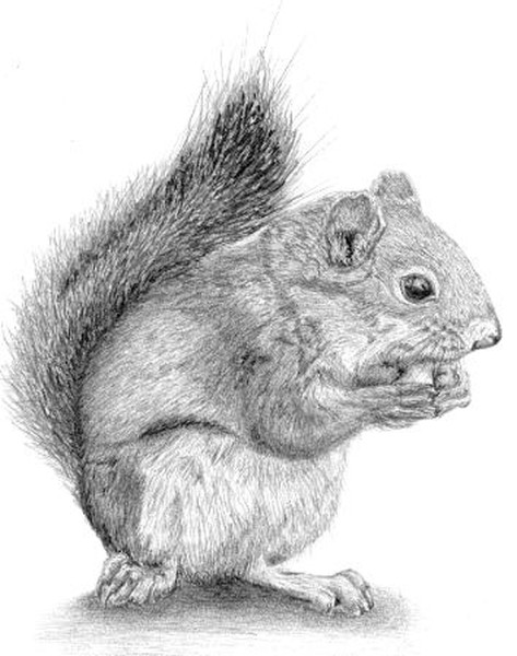Squirrel