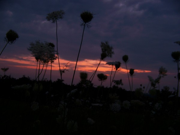 Queen's Ann's Lace Sunset
