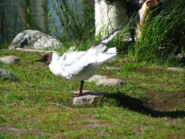 gull series 2008