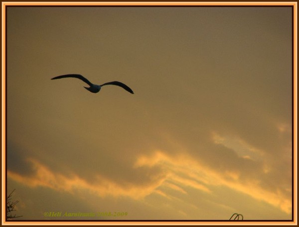 fREEDOM TO SOAR...