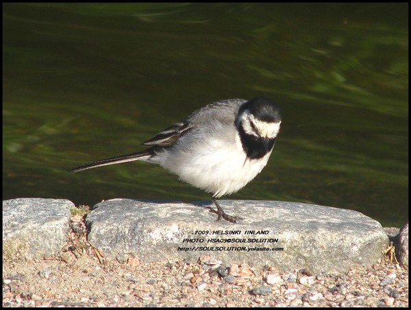 citybirds..2009