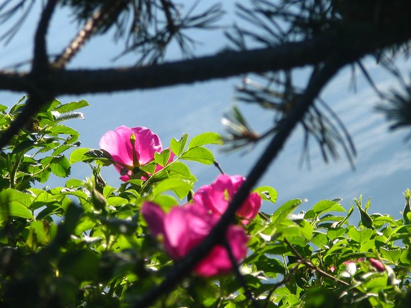 BEACH ROSES...