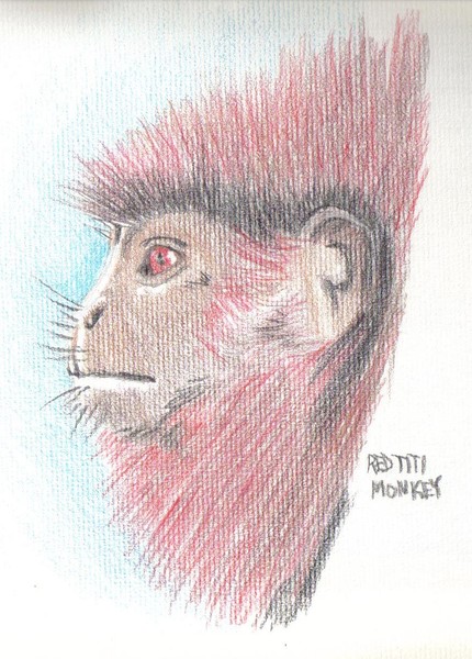 red titi monkey
