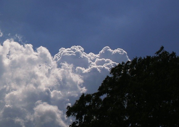 Early Summer Cumulus