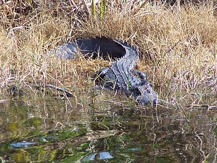 slithering gator