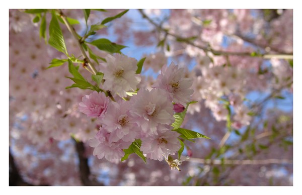 Cherry Blossoms