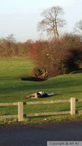 The Sleeping Horse