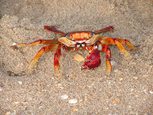 The Crab