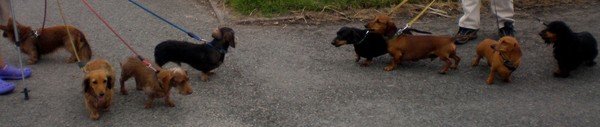 8 Dachshunds