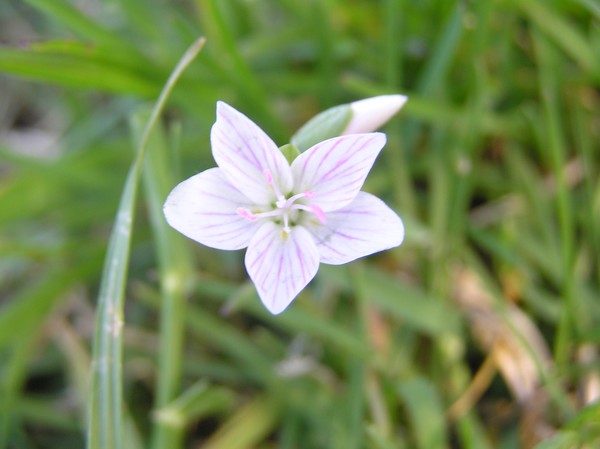 Floating Flower